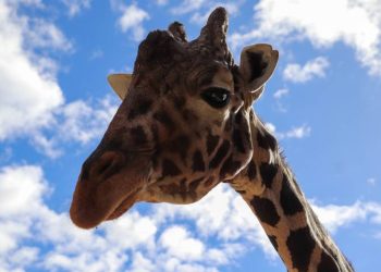 Muere a sus 27 años la Jirafa Pancho en el Centro Ecológico