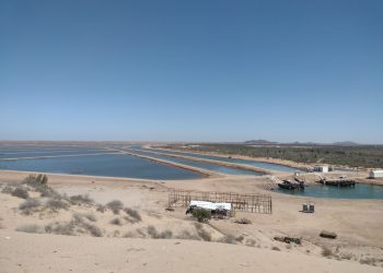 Se mantiene Sonora dentro de los principales productores de camarón de cultivo en el 2023