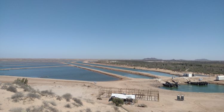 Se mantiene Sonora dentro de los principales productores de camarón de cultivo en el 2023