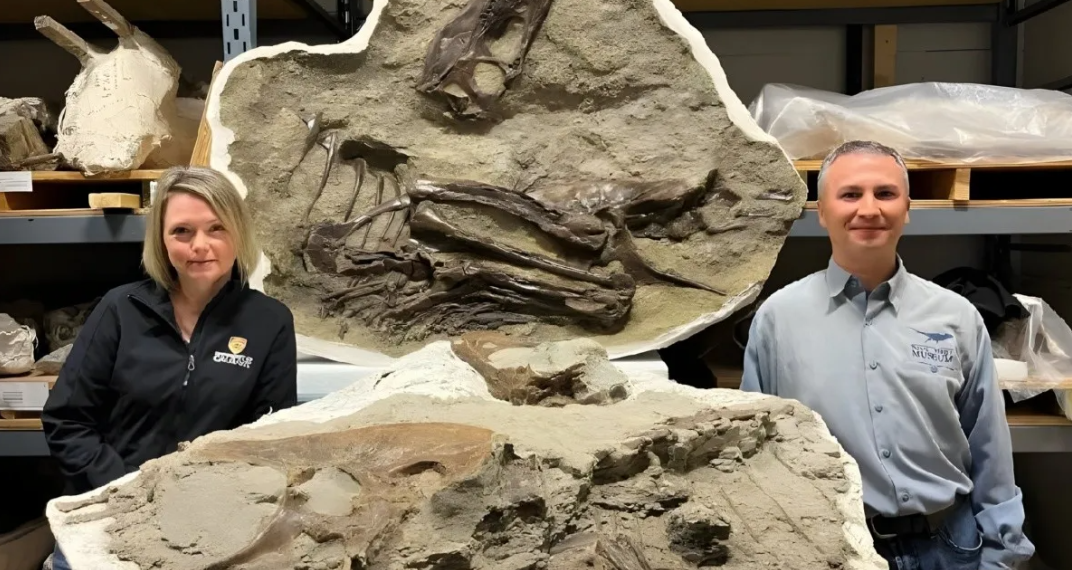 Hallan fósil de un tiranosaurio con la última cena en perfecto estado de conservación en el estómago