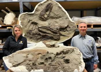 Hallan fósil de un tiranosaurio con la última cena en perfecto estado de conservación en el estómago