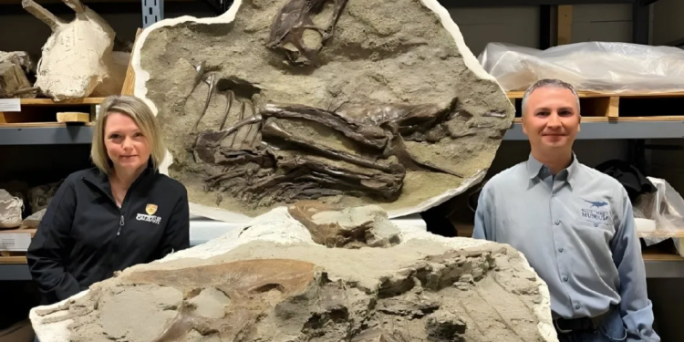 Hallan fósil de un tiranosaurio con la última cena en perfecto estado de conservación en el estómago