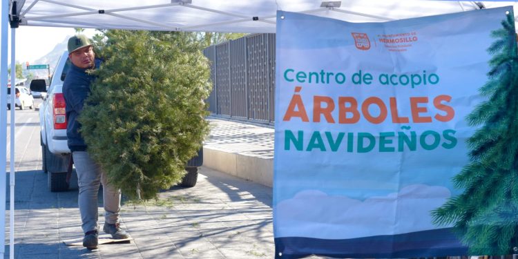 Llama Gobierno Municipal a aprovechar los centros de acopio de pinos navideños