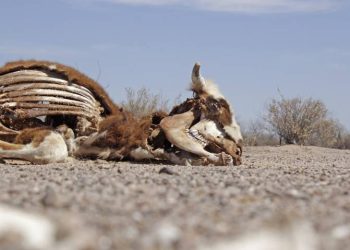 Sequía genera pérdidas de un 20% del ganado en Sonora: URGS