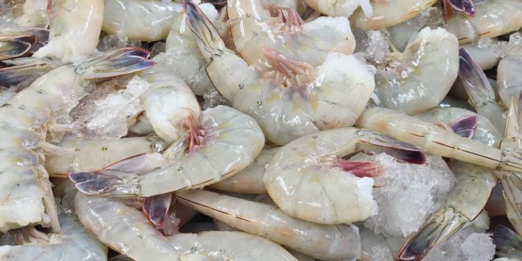 Exportación de camarón en Sonora está detenida por vacaciones en Conapesca  &nbsp;