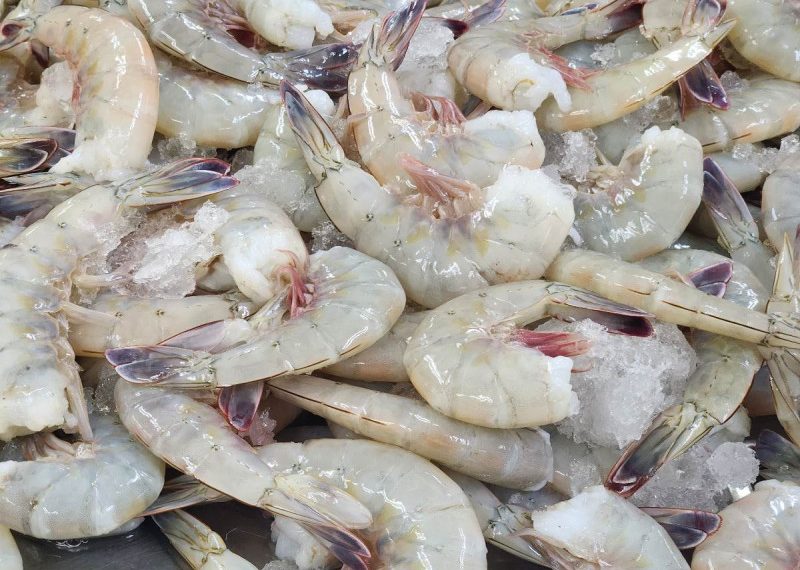 Exportación de camarón en Sonora está detenida por vacaciones en Conapesca   