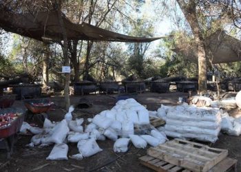 Cuatro narcolaboratorios han sido desmantelados en febrero en Sonora