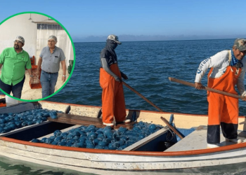 Auguran buena temporada de 'aguamala' en Guaymas-Empalme 