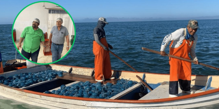 Auguran buena temporada de 'aguamala' en Guaymas-Empalme 