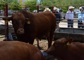 Es Sonora segundo lugar nacional en exportación de ganado a Estados Unidos