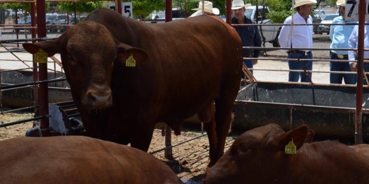 Es Sonora segundo lugar nacional en exportación de ganado a Estados Unidos