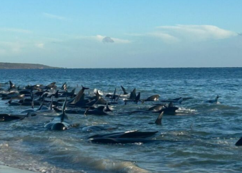Mueren 29 ballenas tras quedar varadas en playa de Australia