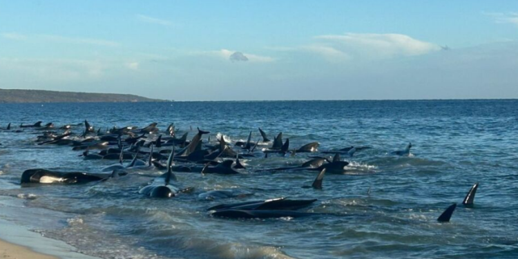 Mueren 29 ballenas tras quedar varadas en playa de Australia