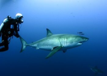 Lanza Sagarhpa recomendaciones por presencia de tiburones