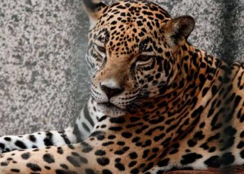 Semar asegura vehículos, animales exóticos y gallos al CJNG