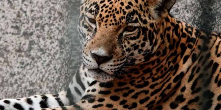 Semar asegura vehículos, animales exóticos y gallos al CJNG