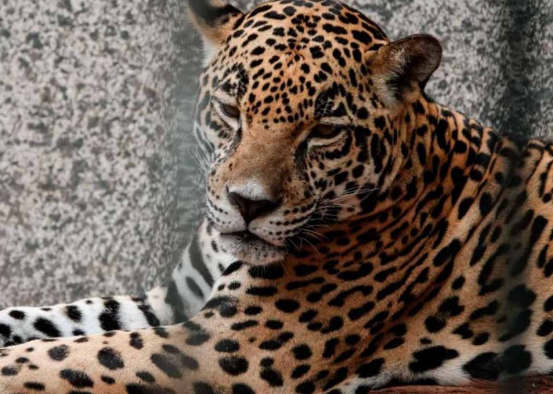 Semar asegura vehículos, animales exóticos y gallos al CJNG