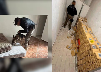 Hallan mil 400 kilos de cocaína oculta en pared de triplay en Hidalgo