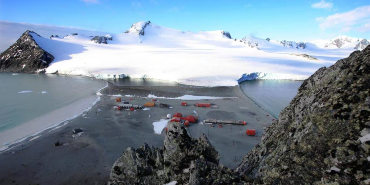 Confirmada por primera vez la presencia del virus de gripe aviar en la Antártida