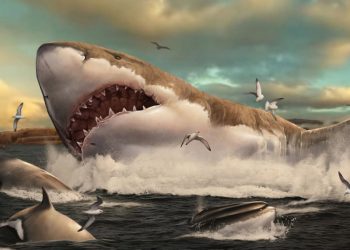 El megalodón era más esbelto que como lo presentan en las películas