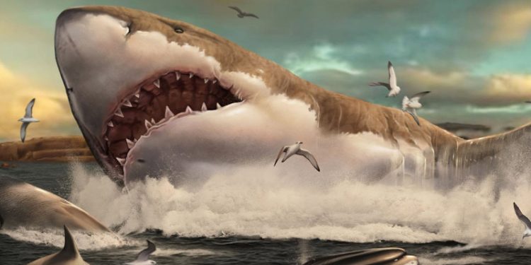 El megalodón era más esbelto que como lo presentan en las películas