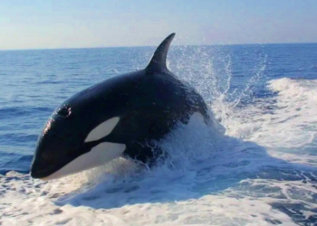 Orcas sorprenden a turistas en San Carlos, Guaymas al rodear peligrosamente a embarcación. 