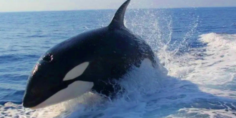 Orcas sorprenden a turistas en San Carlos, Guaymas al rodear peligrosamente a embarcación.&nbsp;