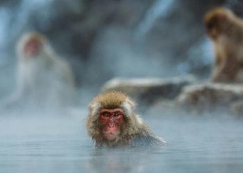 Hong Kong registra primer caso en humano de mortal virus B; paciente en estado crítico