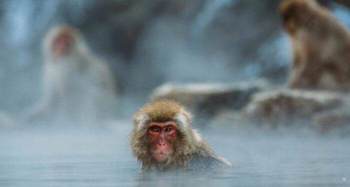 Hong Kong registra primer caso en humano de mortal virus B; paciente en estado crítico