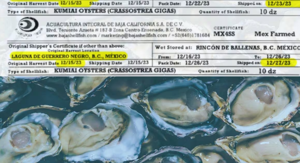 Expanden investigación de ostras de Sonora vinculadas a enfermedades en San Diego