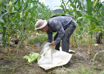 Producción de granos básicos en peligro de desaparecer