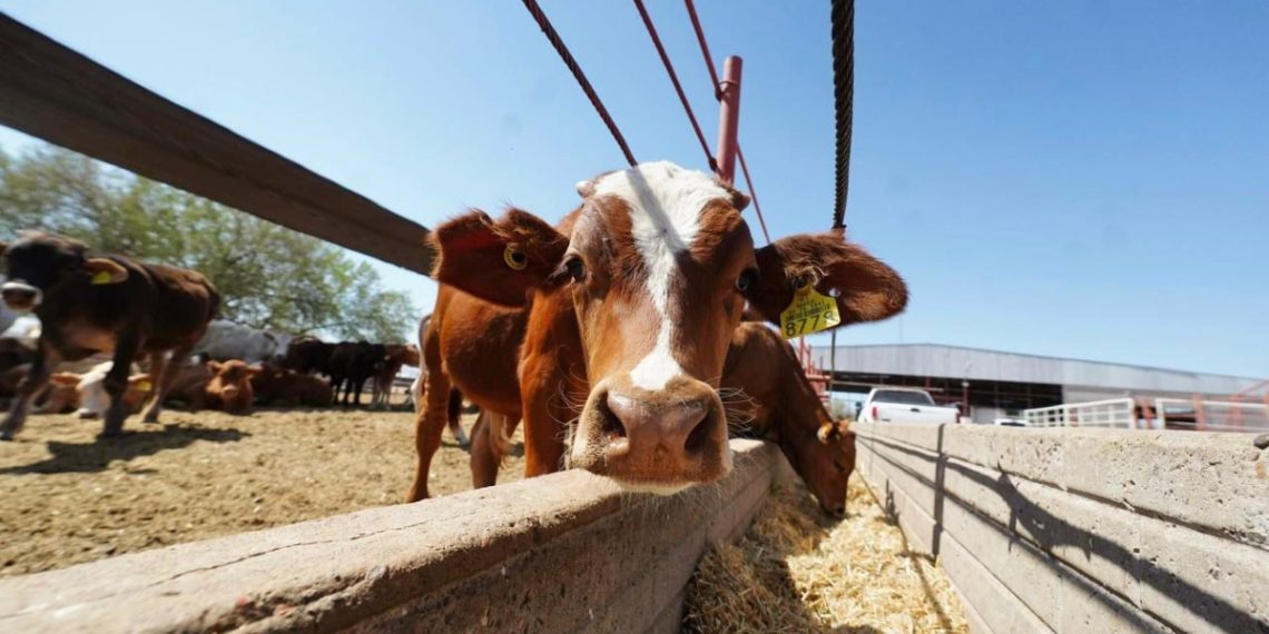 Obtiene Sonora récord histórico en exportación de ganado: Alfonso Durazo.
