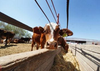 Obtiene Sonora récord histórico en exportación de ganado: Alfonso Durazo.
