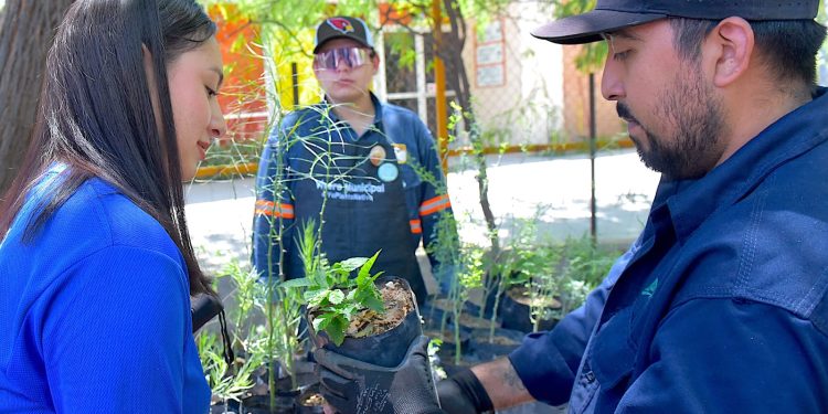 Regala Vivero Municipal de Hermosillo 500 árboles de especies nativas.