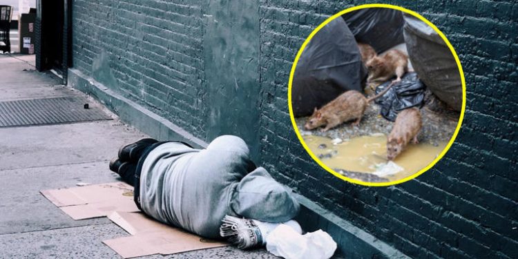 Mujer ebria se queda dormida y ratas la devoran en Rusia; pierde las piernas.