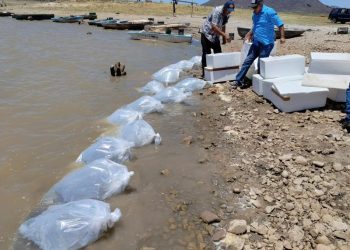 Incentiva el IAES desarrollo económico con repoblamiento de tilapia en “El Molinito”.