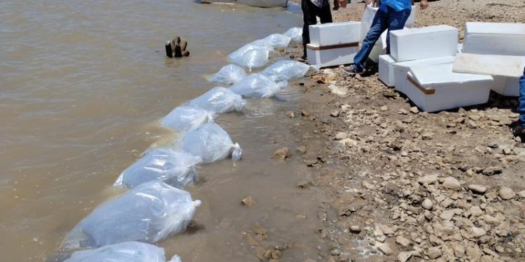 Incentiva el IAES desarrollo económico con repoblamiento de tilapia en “El Molinito”.