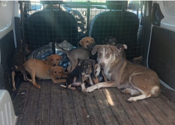 Rescatan a 15 canes por probable maltrato o crueldad en Guaymas.