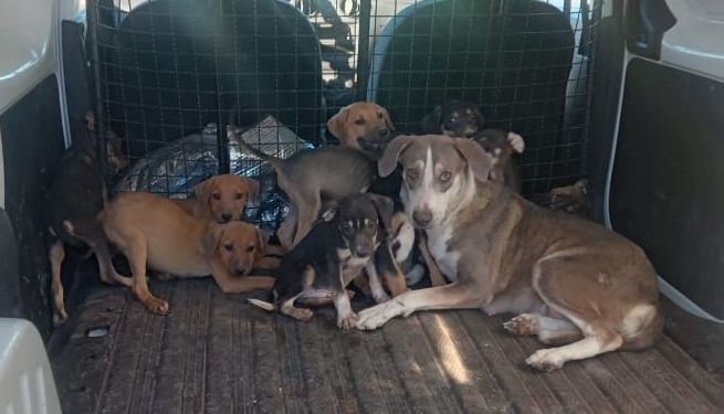 Rescatan a 15 canes por probable maltrato o crueldad en Guaymas.