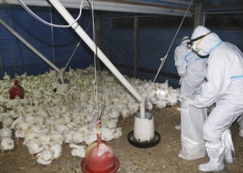 Se confirma la primera muerte por gripe aviar H5N2 en México: OMS.