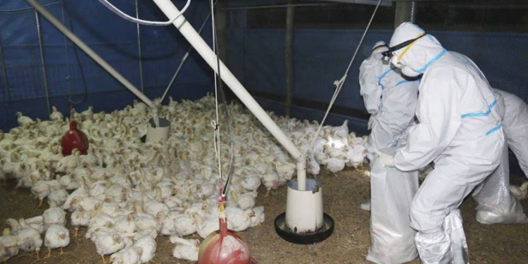 Se confirma la primera muerte por gripe aviar H5N2 en México: OMS.
