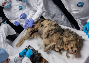 Hallan un lobo prehistórico de 44 mil años en Rusia y le realizan una necropsia reveladora.