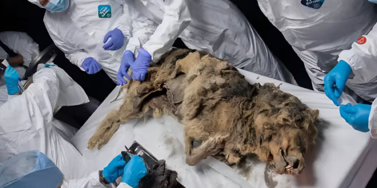 Hallan un lobo prehistórico de 44 mil años en Rusia y le realizan una necropsia reveladora.