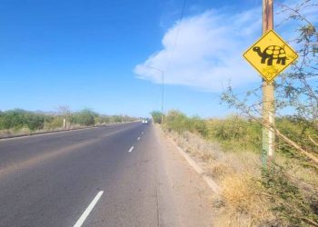 Cuidado con las tortugas: Piden transitar con precaución en Paseo Río Sonora.