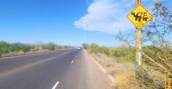 Cuidado con las tortugas: Piden transitar con precaución en Paseo Río Sonora.