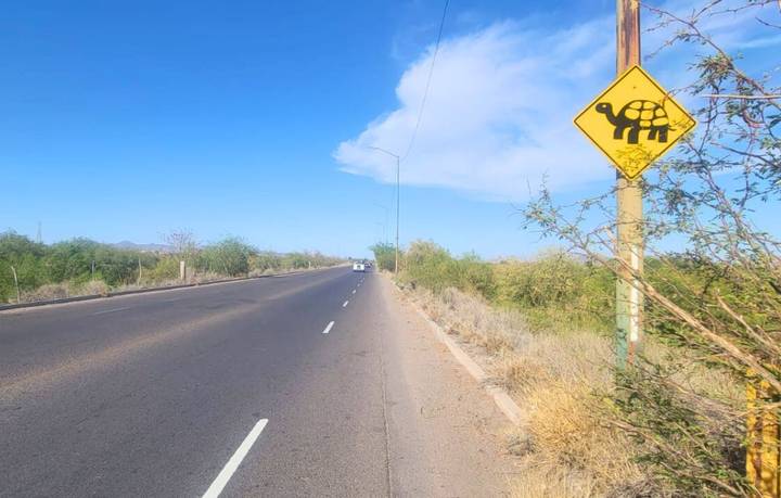 Cuidado con las tortugas: Piden transitar con precaución en Paseo Río Sonora.