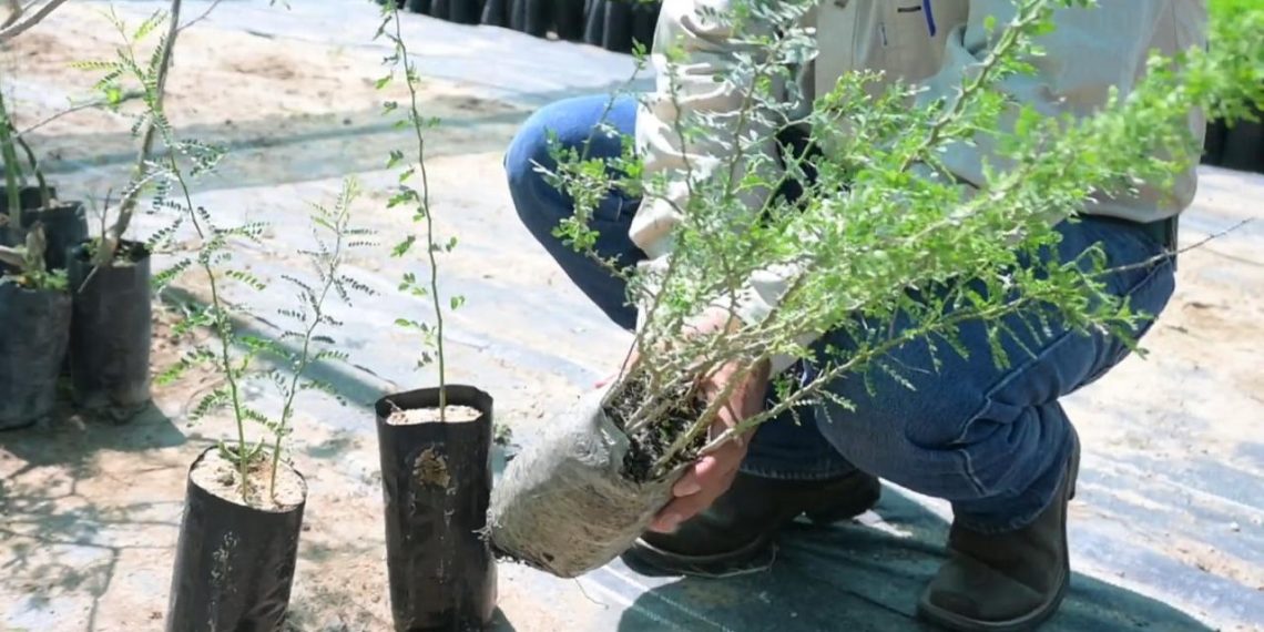 El proceso de reforestación de La Sauceda iniciará con la siembra de más de 13 mil especies.
