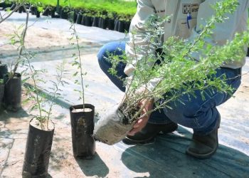 El proceso de reforestación de La Sauceda iniciará con la siembra de más de 13 mil especies.