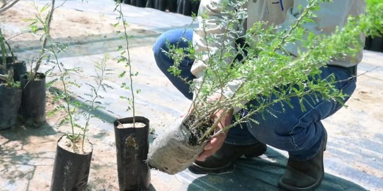 El proceso de reforestación de La Sauceda iniciará con la siembra de más de 13 mil especies.