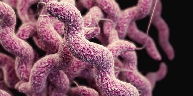Bacteria “carnívora” en Japón: Esto es lo que se sabe del aumento de casos.